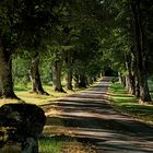 Sommermorgen auf der Alb (Allee bei Sankt Johann)