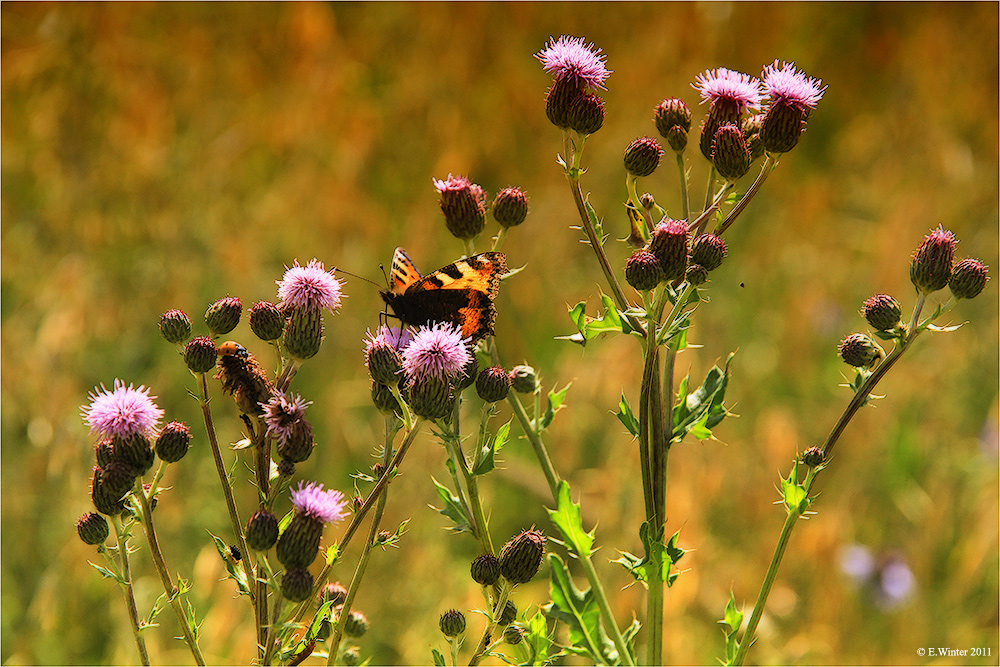 SOMMERMORGEN