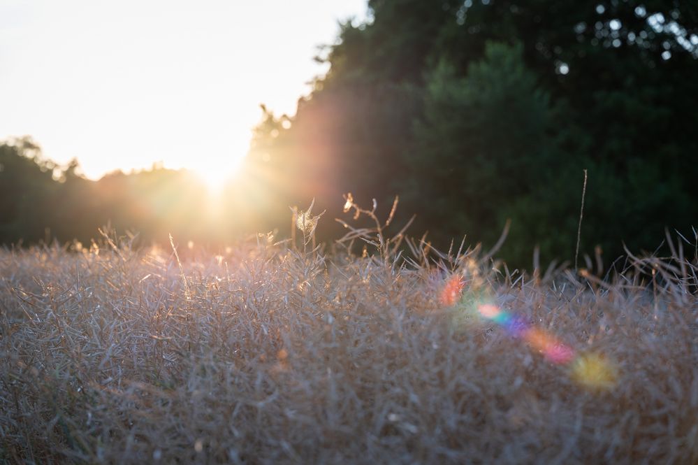 Sommermorgen