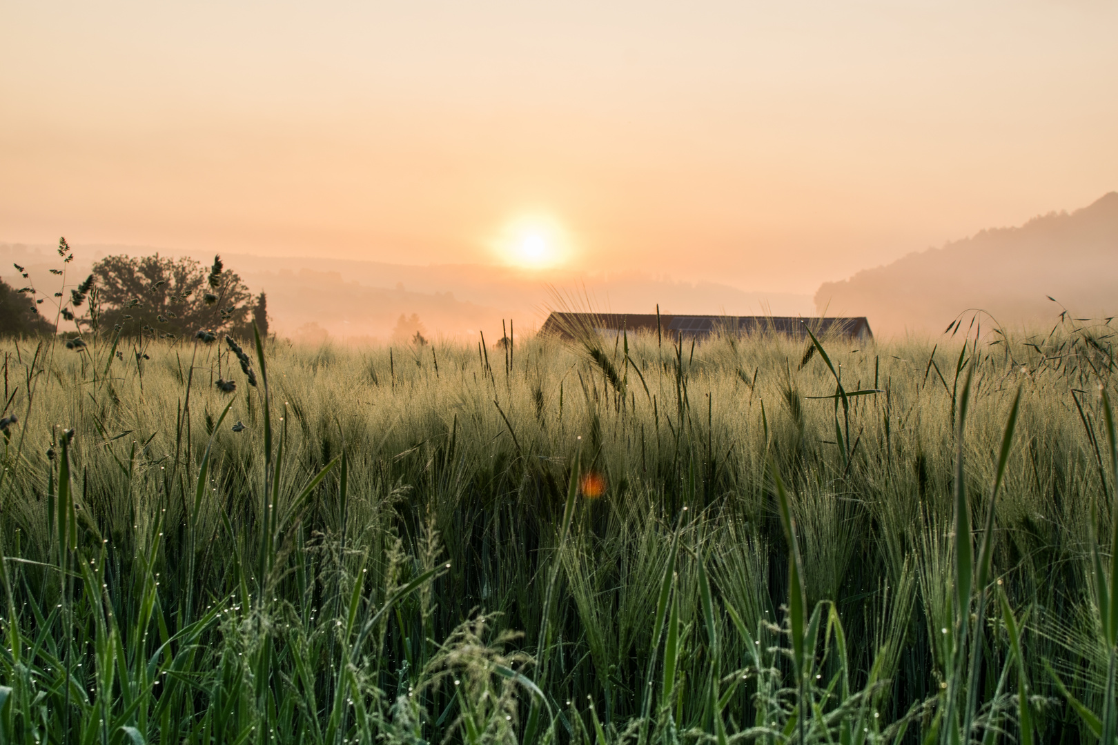 Sommermorgen