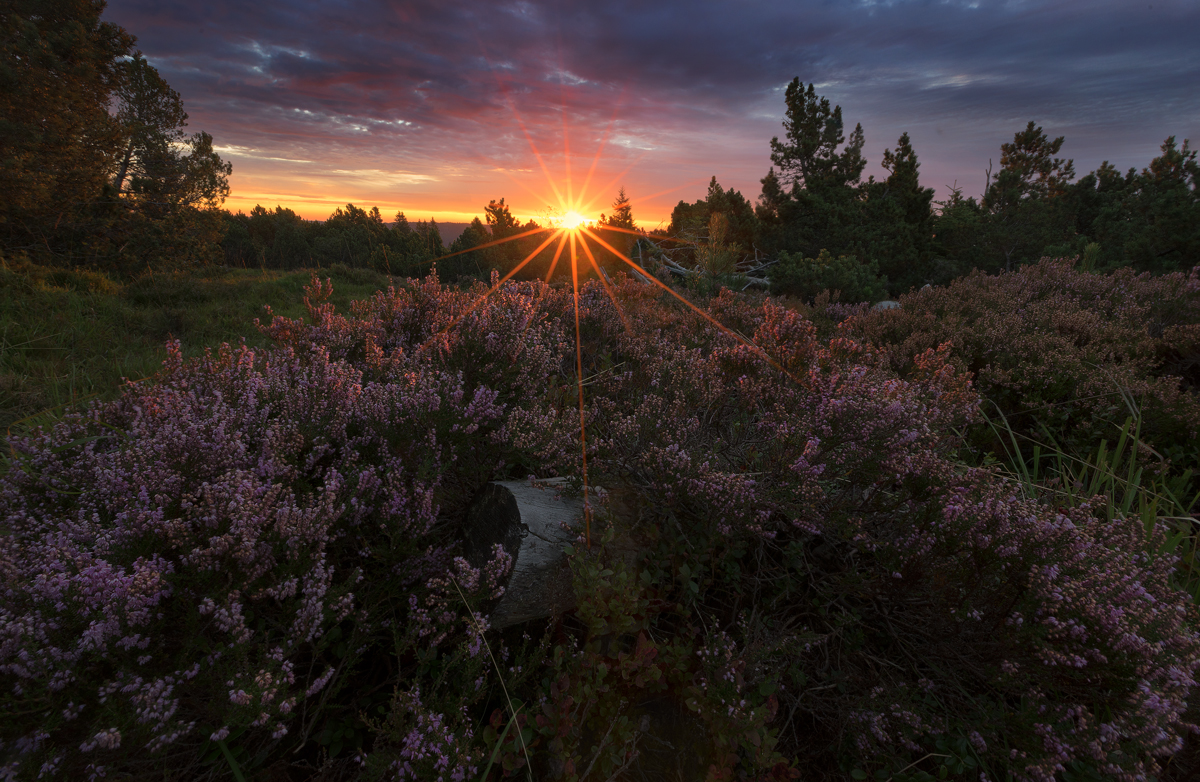 Sommermorgen