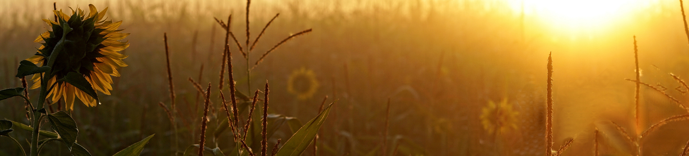 Sommermorgen