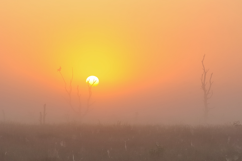 Sommermorgen im Moor