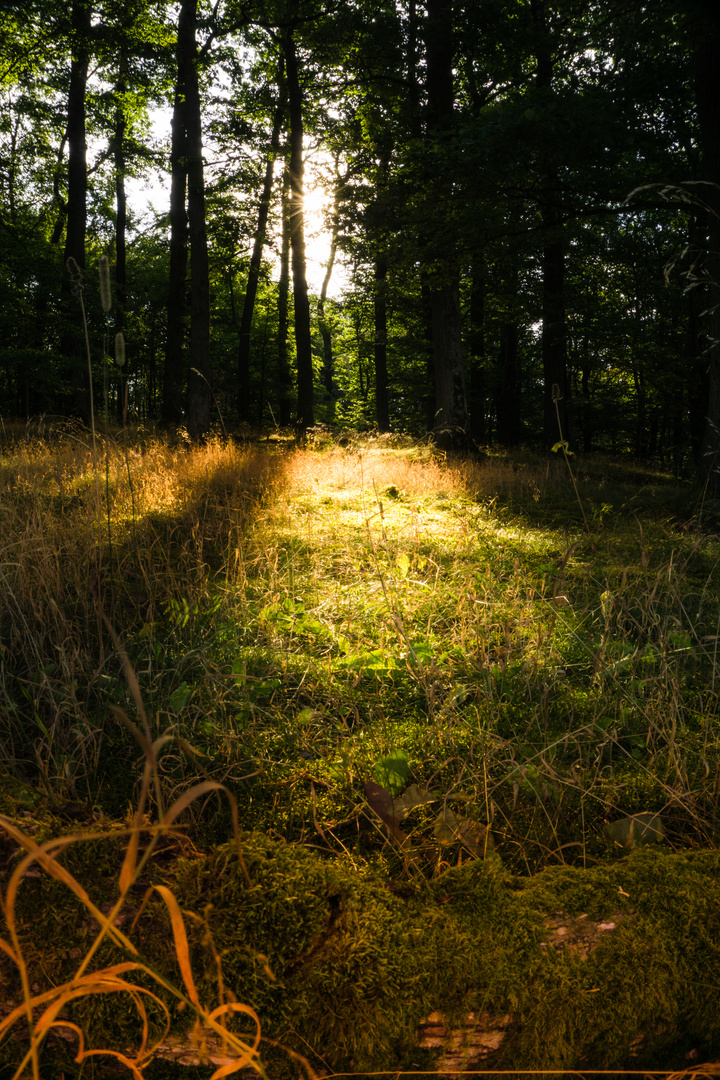 Sommermorgen im Wald