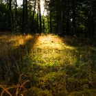 Sommermorgen im Wald