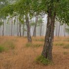 Sommermorgen im Wald