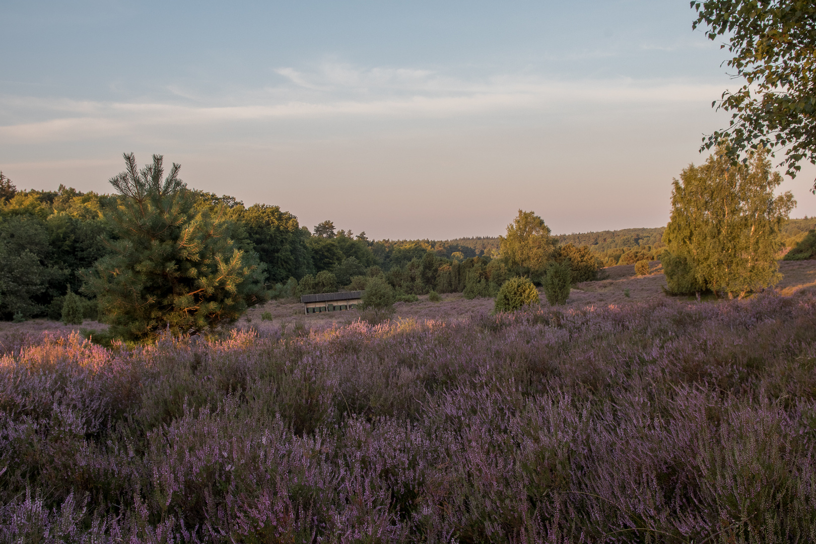 Sommermorgen in der Lüneburger Heide