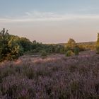 Sommermorgen in der Lüneburger Heide