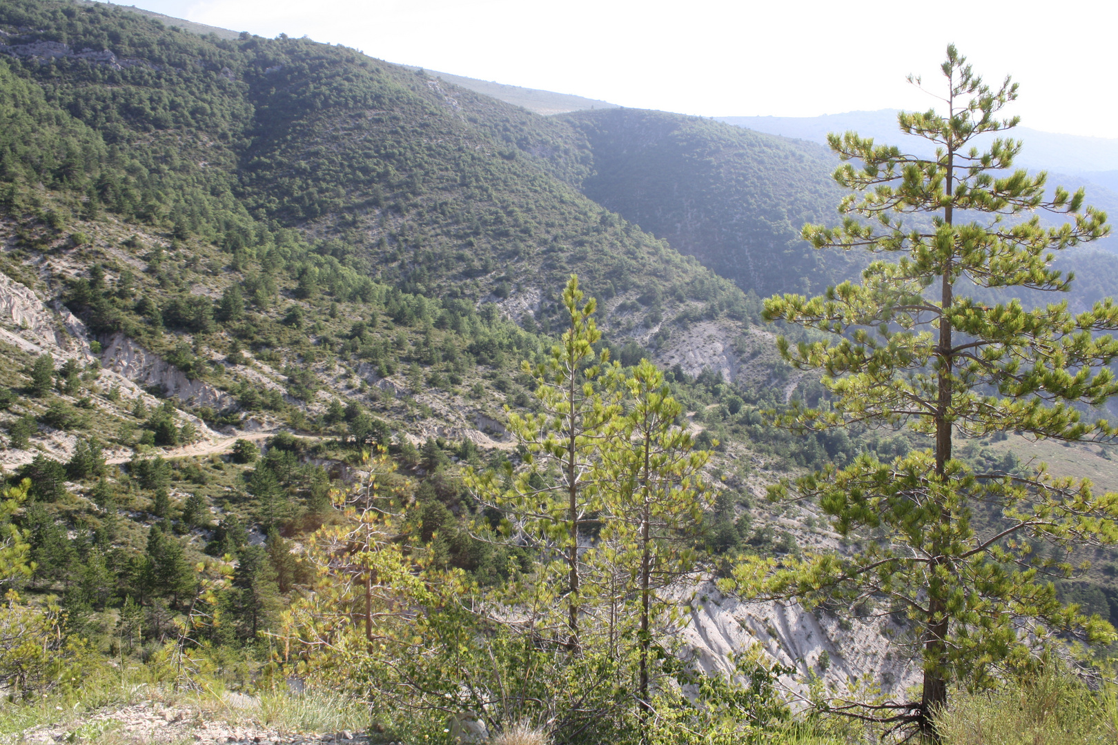 Sommermorgen in Provence