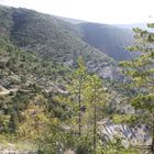 Sommermorgen in Provence