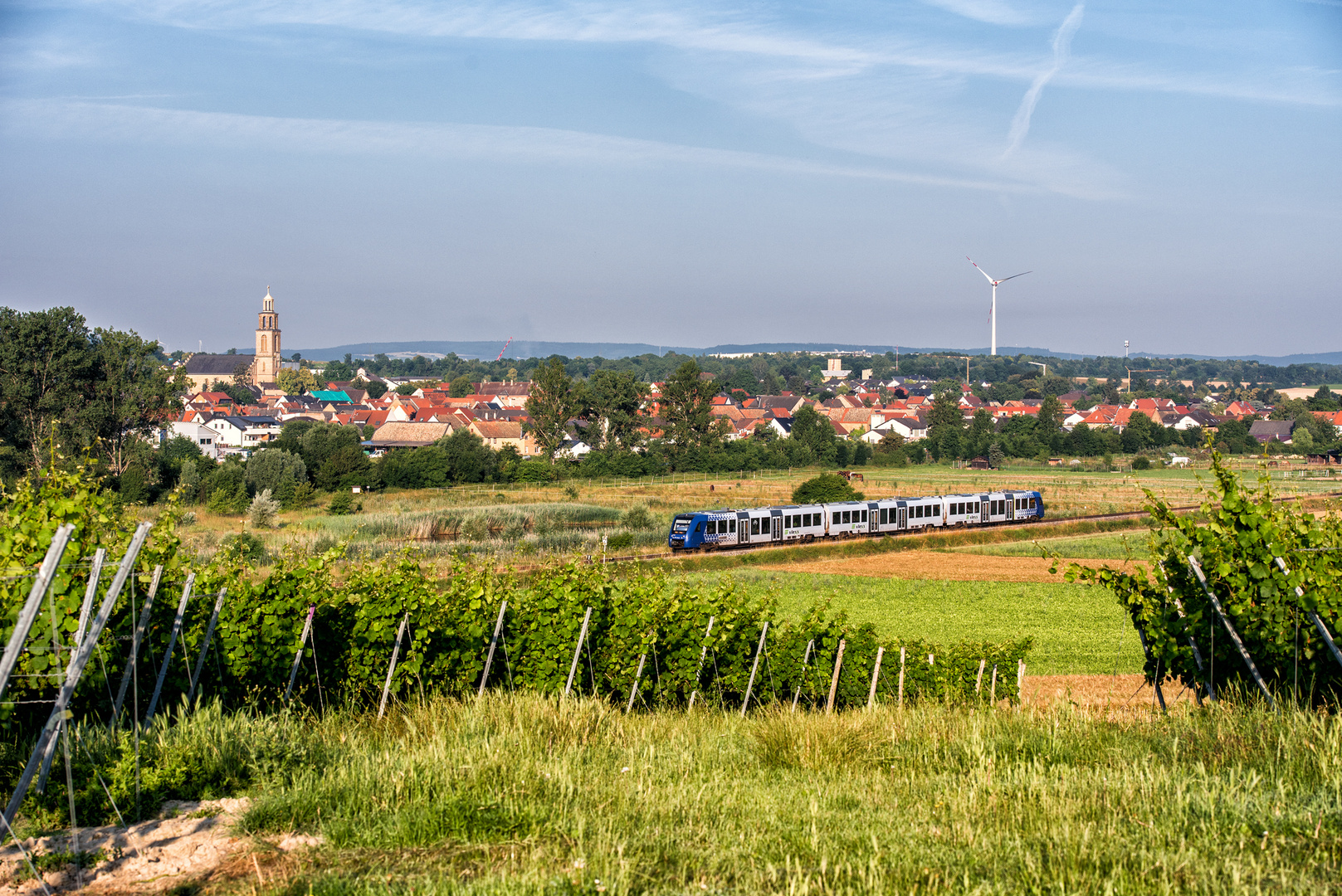 Sommermorgen in Rheinhessen