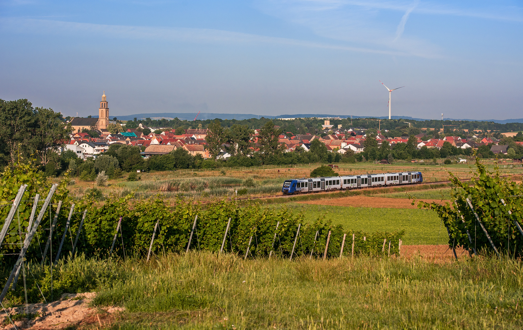 Sommermorgen in Rheinhessen - I -