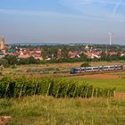 Sommermorgen in Rheinhessen - I -