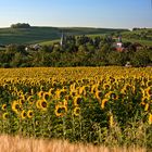 Sommermorgen in Rheinhessen - II -