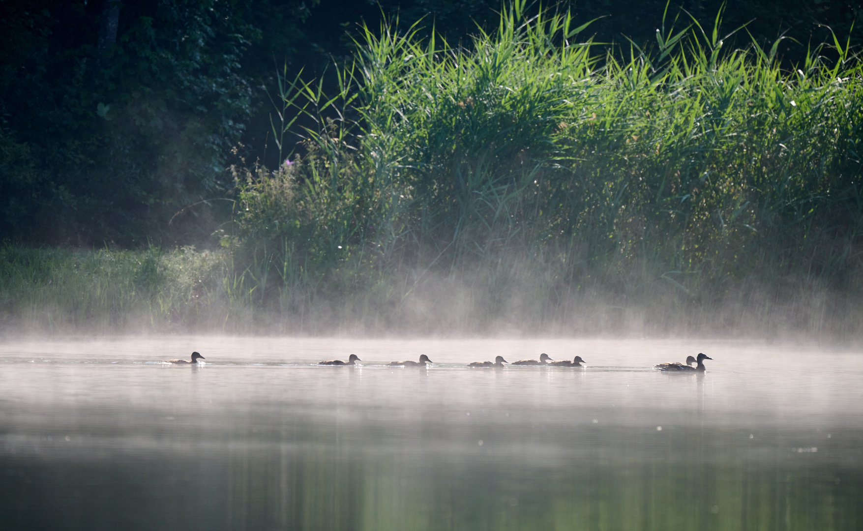 Sommermorgen kurz vor acht