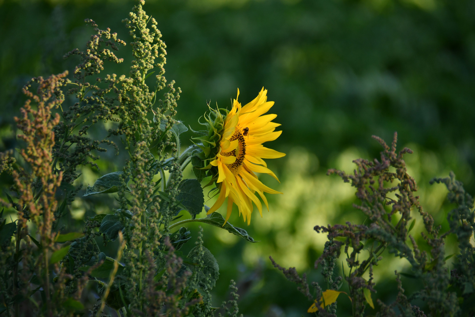 Sommermorgenextra