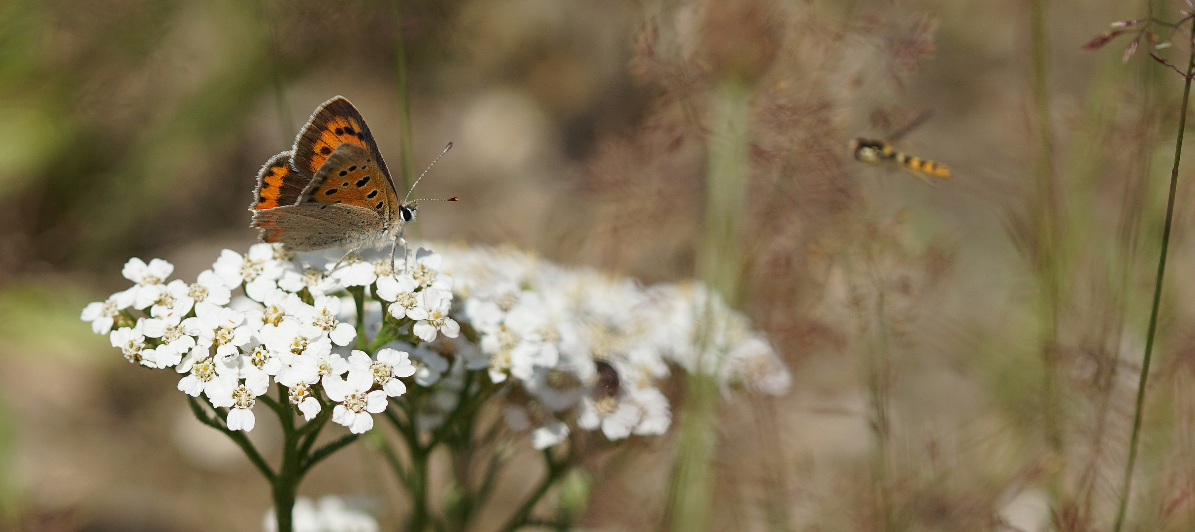 Sommernachlese 02