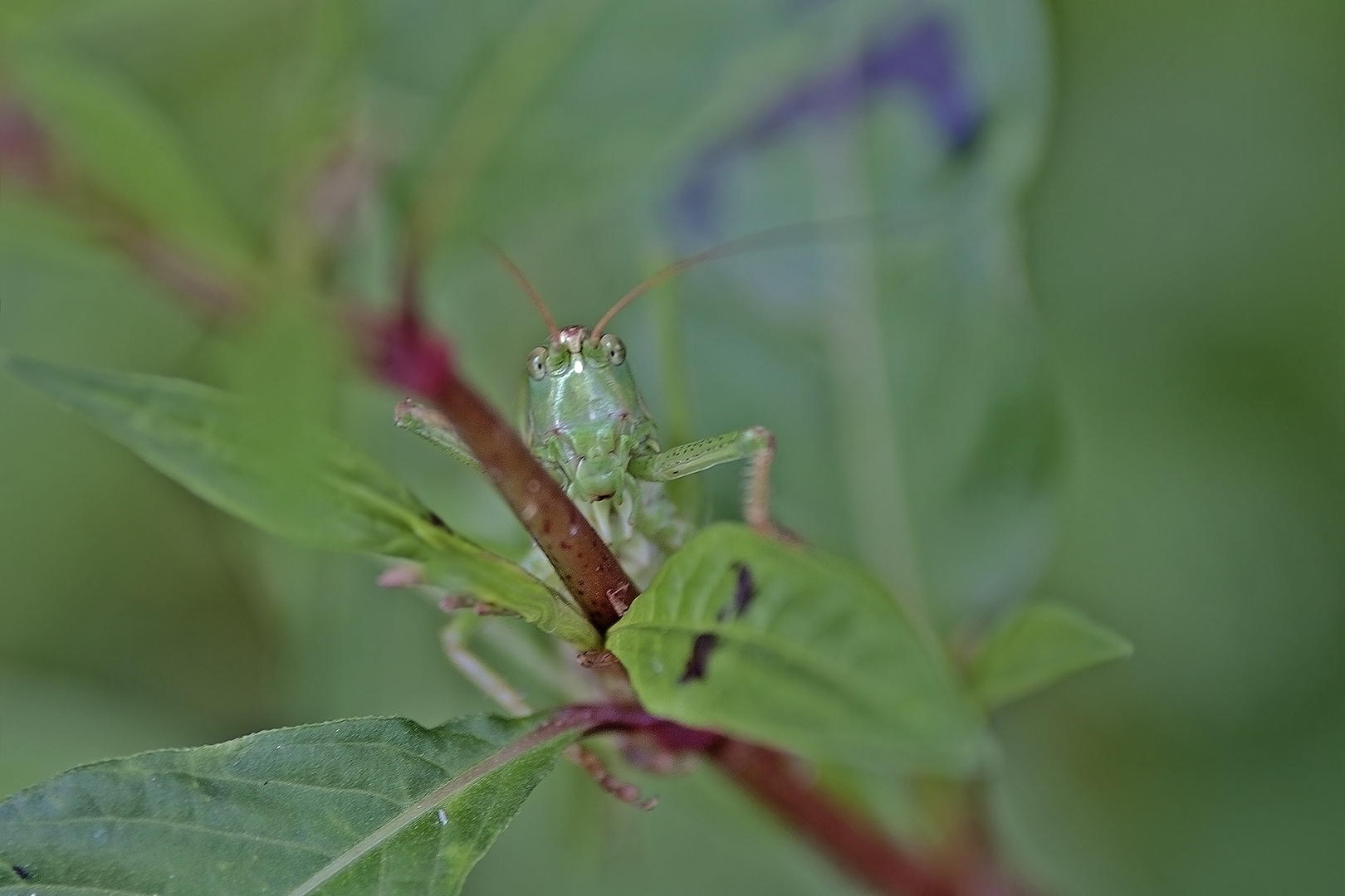 Sommernachlese 2 