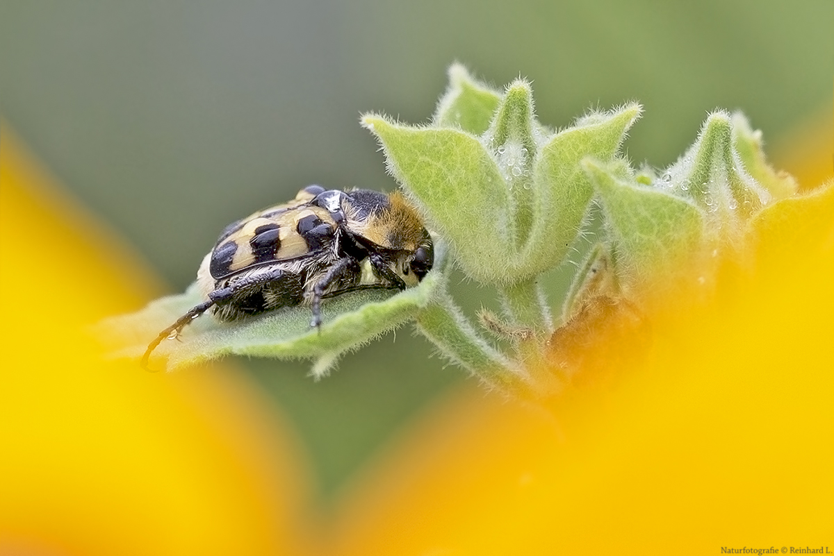  Sommernachlese 2018 / 1