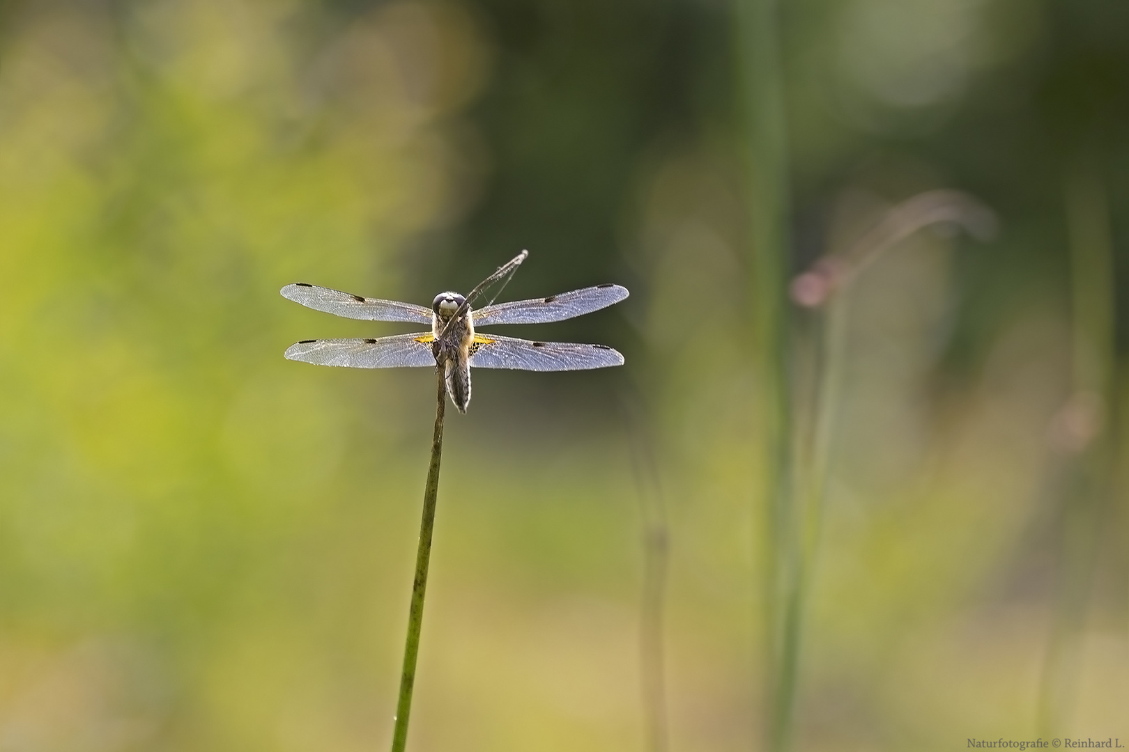  Sommernachlese 2018 / 15