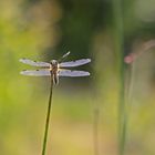  Sommernachlese 2018 / 15