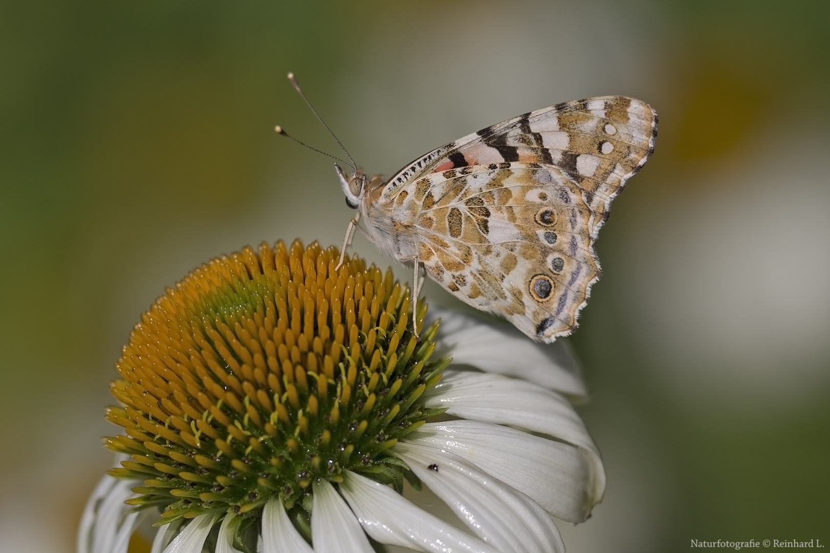 Sommernachlese 2018 / 2 