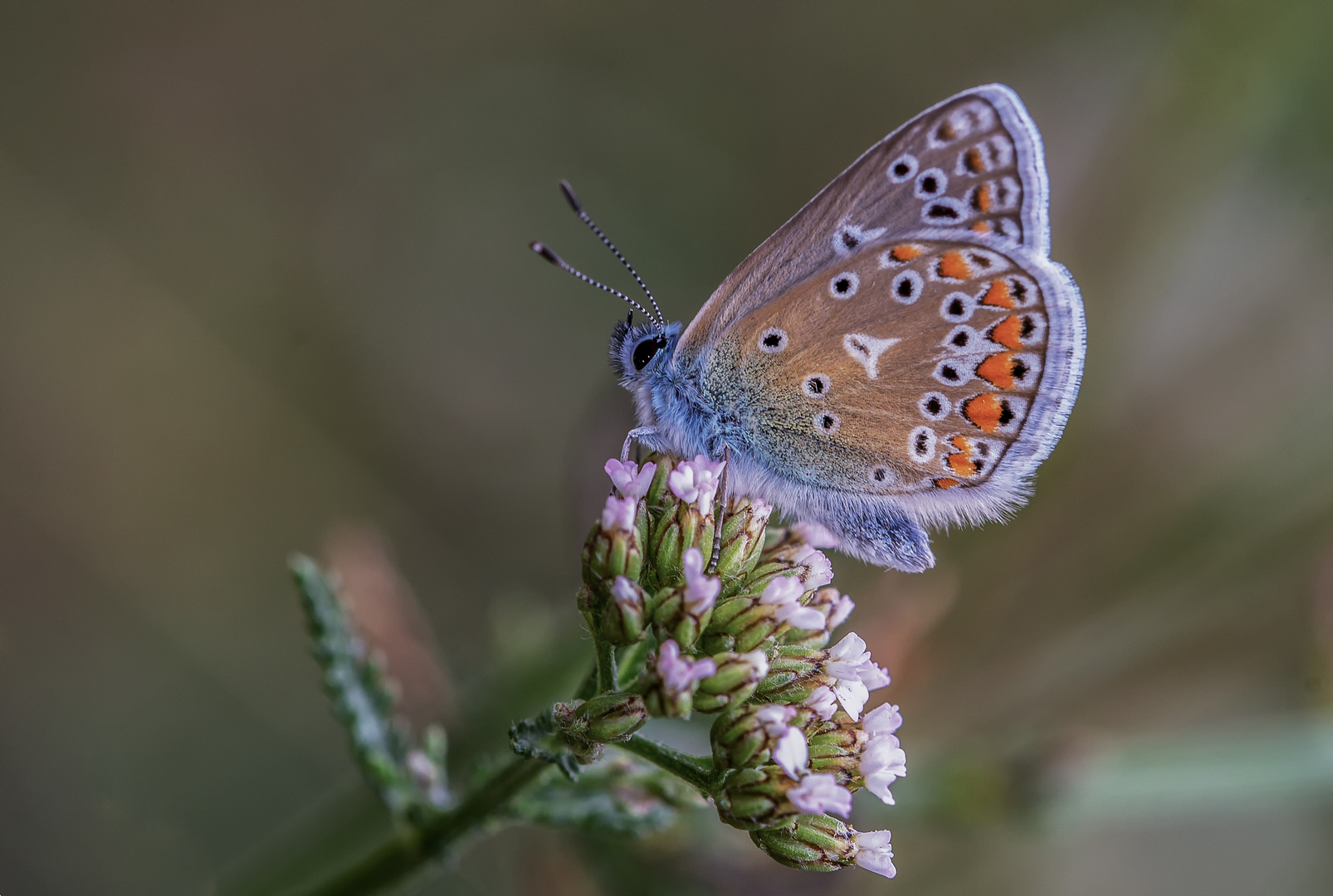 Sommernachlese 2021