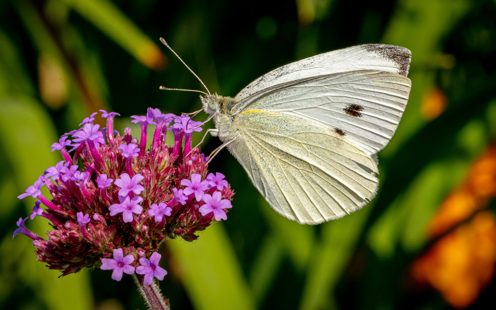 Sommernachlese 4