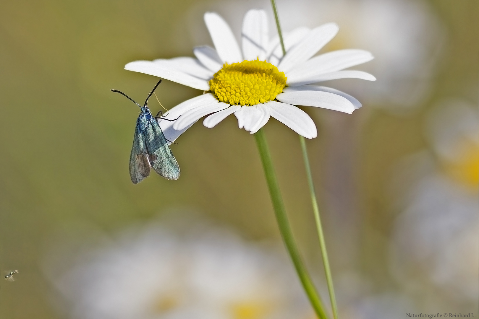 Sommernachlese 4