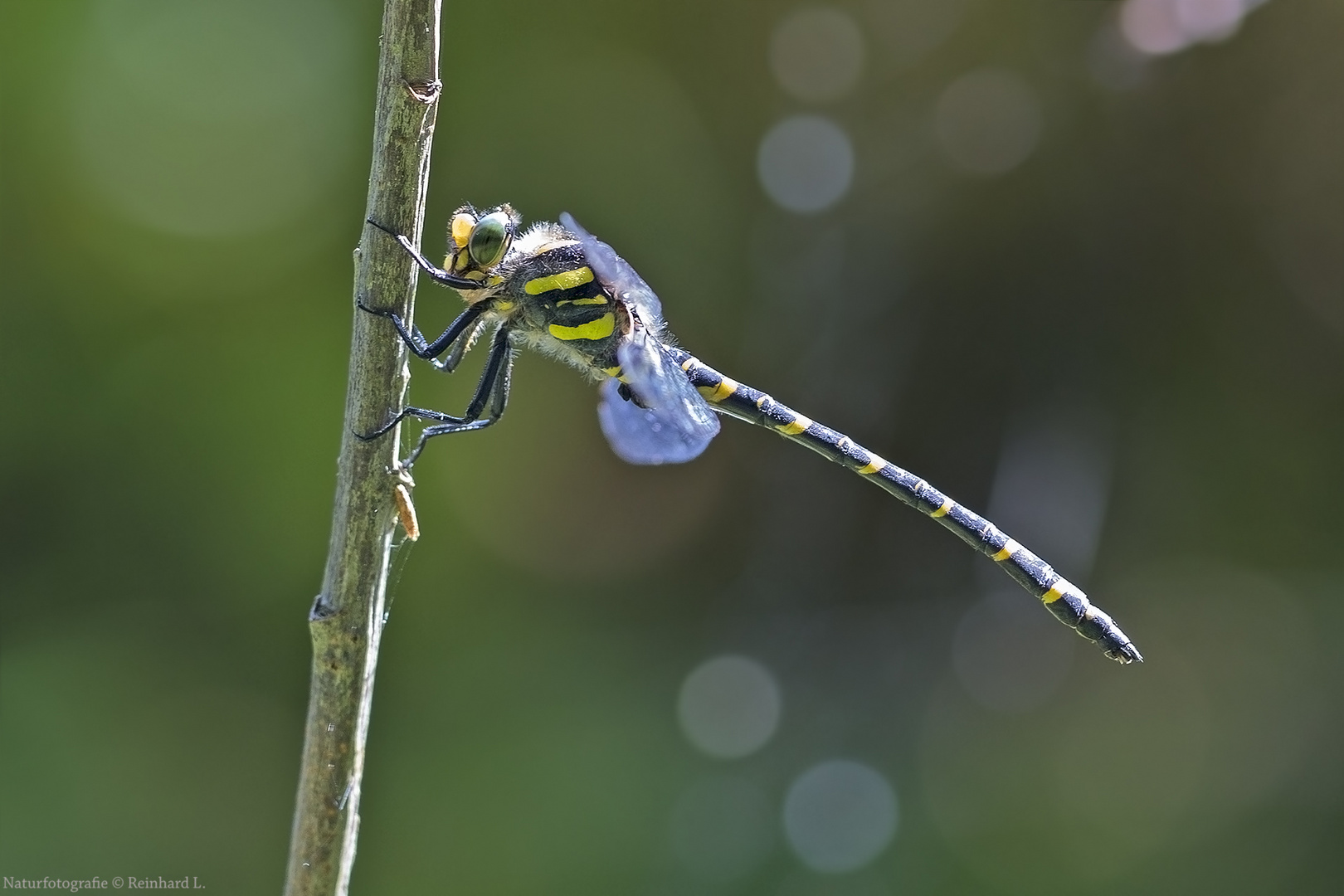  Sommernachlese 5