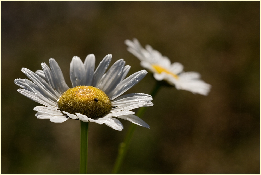 Sommernachlese