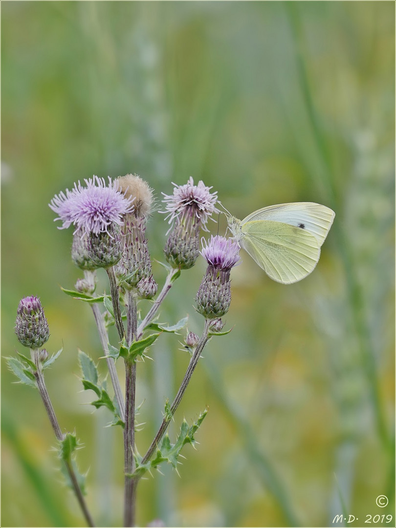 Sommernachlese ...