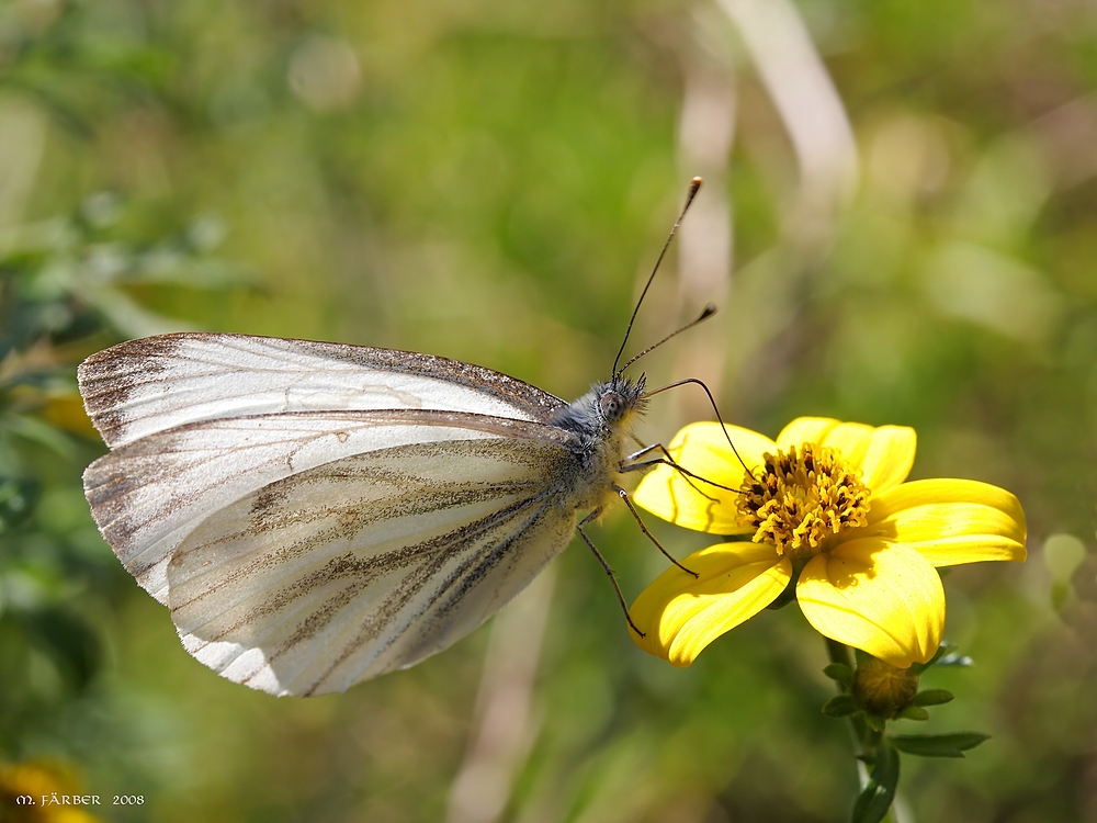 Sommernachlese