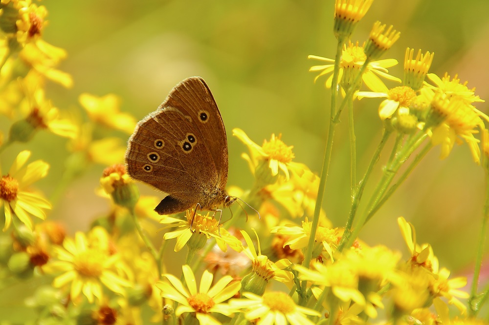 Sommernachlese