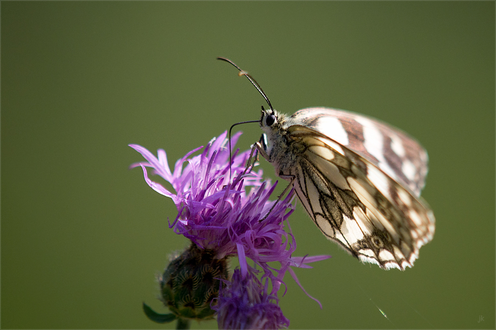 sommernachlese III