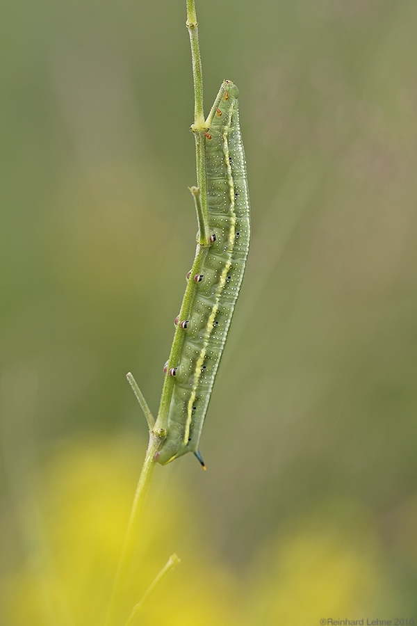 Sommernachlese: Im Gras 19