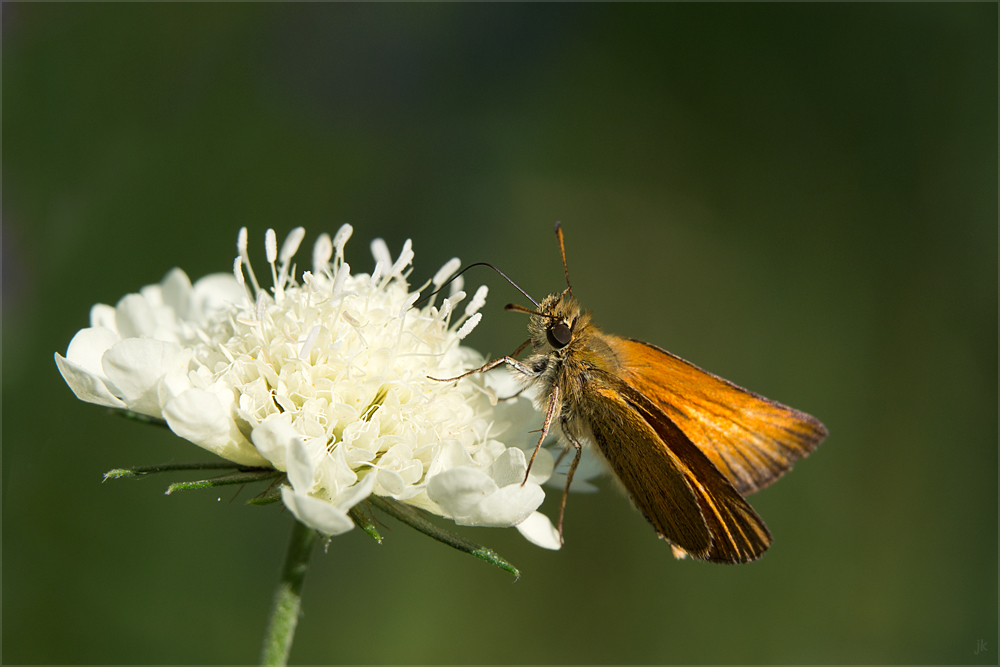 sommernachlese IV