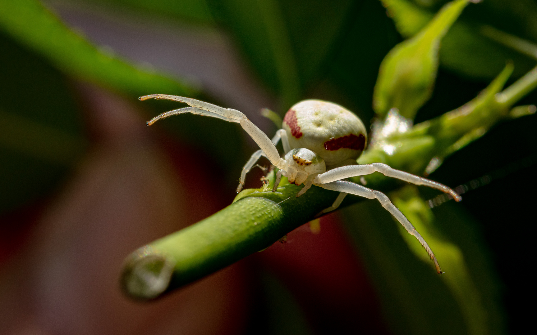 Sommernachlese - Krabbenspinne