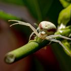 Sommernachlese - Krabbenspinne