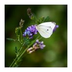 Sommernachlese von der Blumenwiese