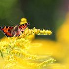 Sommernachmittag