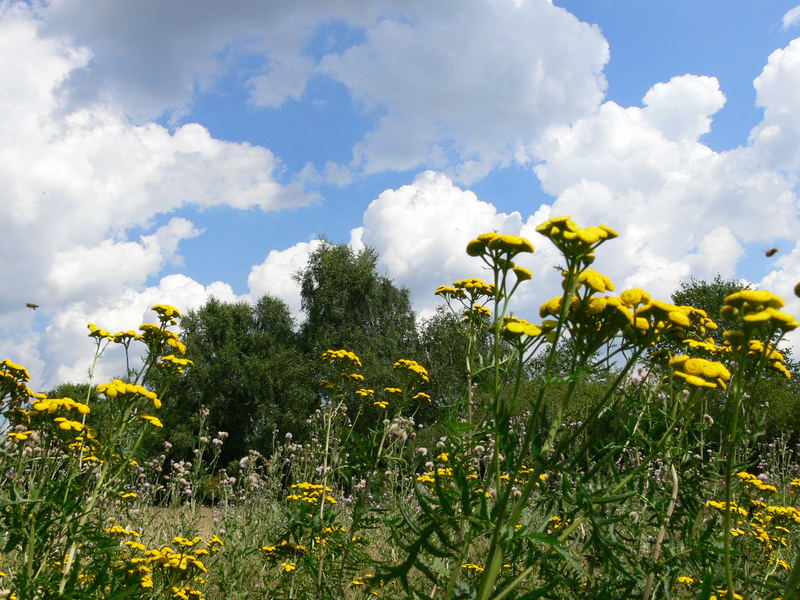 Sommernachmittag