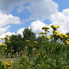 Sommernachmittag