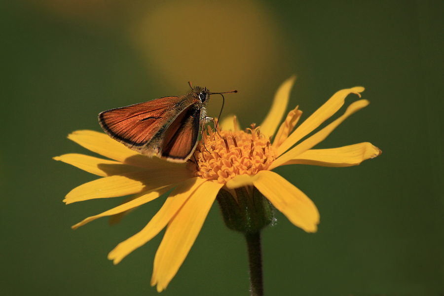 Sommernachtrag