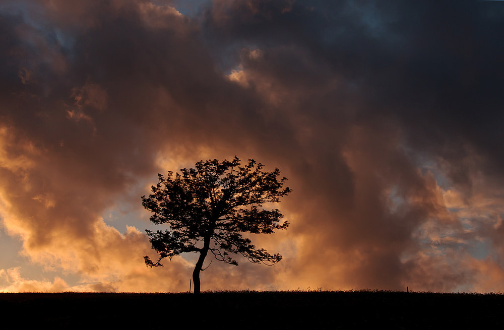 Sommernachtsbaum