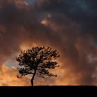 Sommernachtsbaum