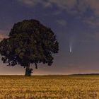 Sommernachtsbaum mit Komet