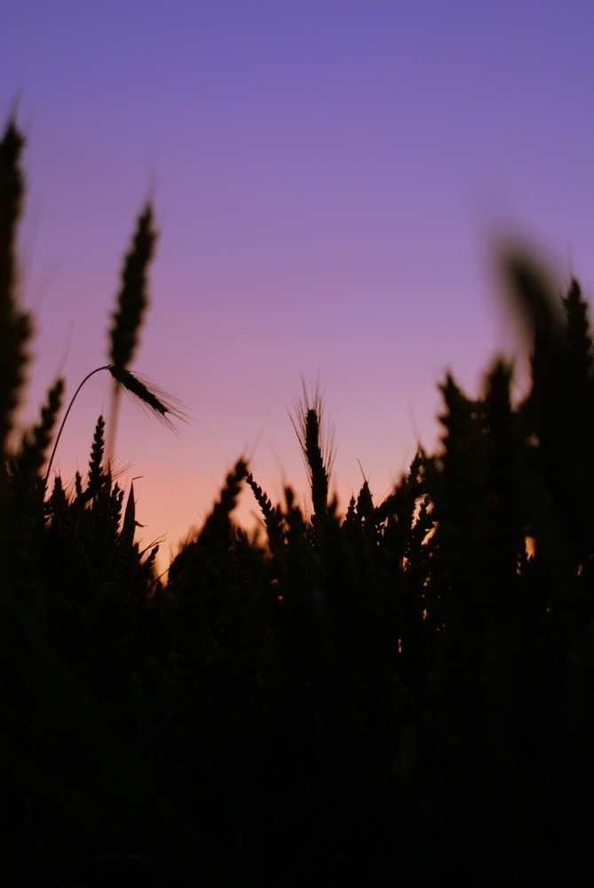 Sommernachtsträume