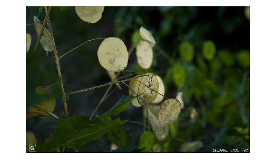 Sommernachtstraum #5