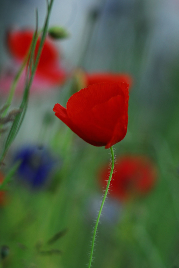 Sommernachtstraum